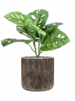 Monstera In Baq Luxe Lite Universe Waterfall D 23 H 51 cm - PlantenShop24 - 30-07-2025