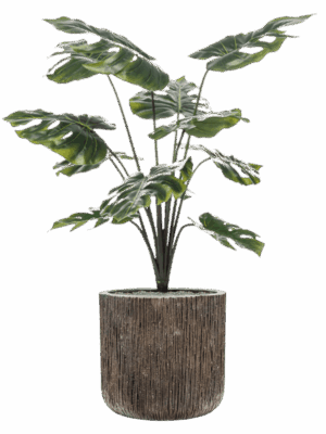 Monstera In Baq Luxe Lite Universe Waterfall D 40 H 116 cm - PlantenShop24 - 21-06-2025