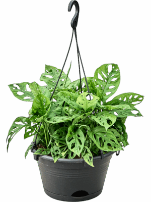 Monstera Obliqua D 28 H 60 cm - PlantenShop24 - 03-07-2025