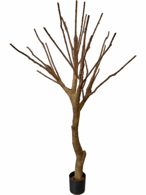 Natural Trunk D 130 H 240 cm - PlantenShop24 - 19-06-2025