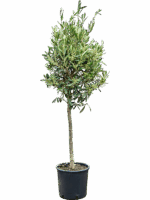Olea Europaea D 20 H 110 cm - PlantenShop24 - 20-06-2025