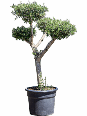 Olea Europaea D 55 H 160 cm - PlantenShop24 - 12-06-2025