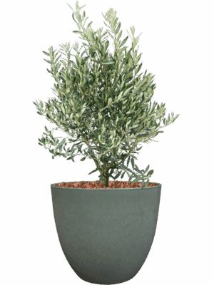 Olea Europaea In Artstone D 28 H 79 cm - PlantenShop24 - 28-06-2025