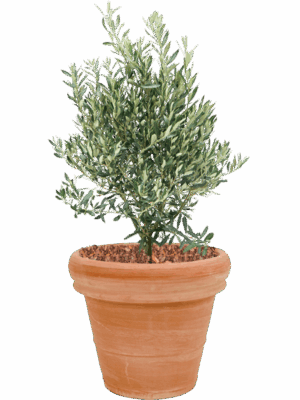 Olea Europaea In Terra Cotta D 28 H 81 cm - PlantenShop24 - 30-05-2025