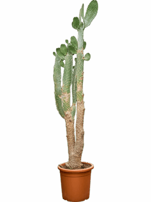 Opuntia Consolea D 40 H 180 cm - PlantenShop24 - 16-06-2025