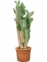 Opuntia Consolea D 53 H 200 cm - PlantenShop24 - 16-06-2025