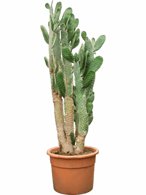 Opuntia Consolea D 53 H 200 cm - PlantenShop24 - 16-06-2025