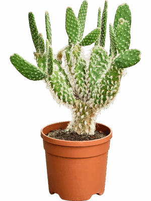 Opuntia Erinacea Ursine D 21 H 60 cm - PlantenShop24 - 16-06-2025