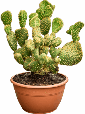 Opuntia Microdasys Undulata D 21 H 40 cm - PlantenShop24 - 13-06-2025