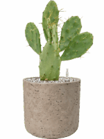 Opuntia Vulgaris In Rough D 17 H 41 cm - PlantenShop24 - 05-06-2025