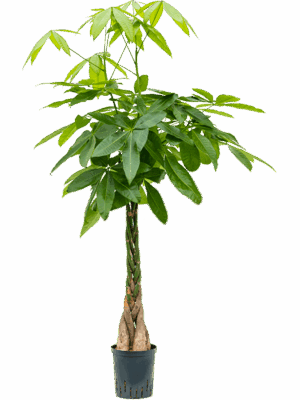 Pachira Aquatica D 18 H 130 cm - PlantenShop24 - 16-06-2025