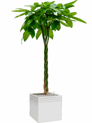 Pachira Aquatica In Baq Line-Up D 27 H 193 cm - PlantenShop24 - 23-06-2025