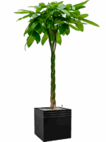 Pachira Aquatica In Baq Line-Up D 27 H 193 cm - PlantenShop24 - 23-06-2025