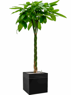 Pachira Aquatica In Baq Line-Up D 27 H 193 cm - PlantenShop24 - 23-06-2025