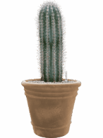 Pachycereus Pringlei In Terra Cotta Doppio D 30 H 84 cm - PlantenShop24 - 24-06-2025