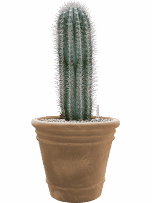 Pachycereus Pringlei In Terra Cotta Doppio D 30 H 84 cm - PlantenShop24 - 24-06-2025