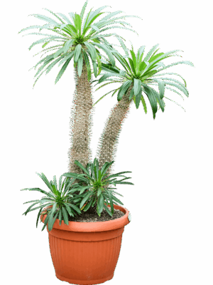 Pachypodium Lamerei D 40 H 110 cm - PlantenShop24 - 16-06-2025