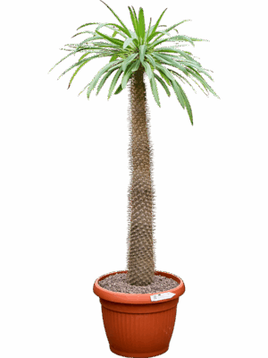 Pachypodium Lamerei D 40 H 110 cm - PlantenShop24 - 16-06-2025