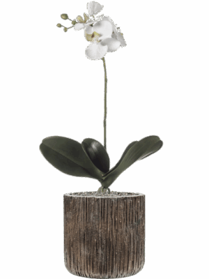 Phalaenopsis In Baq Luxe Lite Universe Waterfall D 23 H 70 cm - PlantenShop24 - 23-06-2025