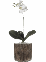 Phalaenopsis In Baq Luxe Lite Universe Waterfall D 23 H 70 cm - PlantenShop24 - 30-06-2025