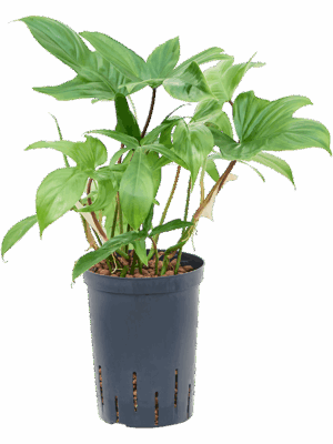 Philodendron Florida Green D 15 H 45 cm - PlantenShop24 - 26-06-2025