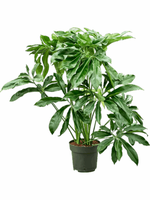 Philodendron Fun Bun D 27 H 120 cm - PlantenShop24 - 30-06-2025