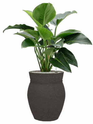 Philodendron Green Beauty In Mediterranean D 27 H 109 cm - PlantenShop24 - 27-06-2025