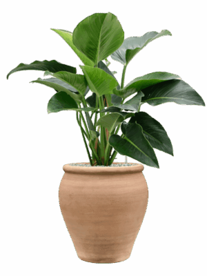 Philodendron Green Beauty In Terra Antica D 27 H 105 cm - PlantenShop24 - 27-06-2025