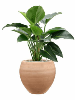 Philodendron Green Beauty In Terra Moderna D 27 H 102 cm - PlantenShop24 - 27-06-2025
