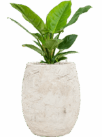 Philodendron Imperial Green In Baq Algar D 19 H 61 cm - PlantenShop24 - 26-06-2025