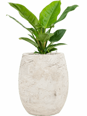 Philodendron Imperial Green In Baq Algar D 19 H 61 cm - PlantenShop24 - 26-06-2025