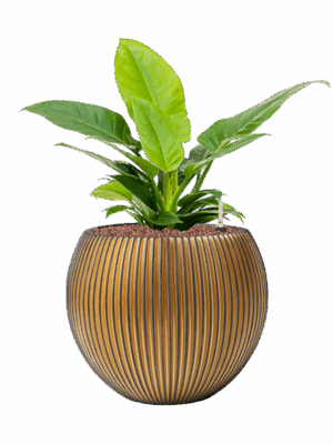Philodendron Imperial Green In Capi Nature Groove D 18 H 53 cm - PlantenShop24 - 26-06-2025