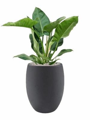Philodendron Imperial Green In Grigio D 24 H 103 cm - PlantenShop24 - 17-06-2025