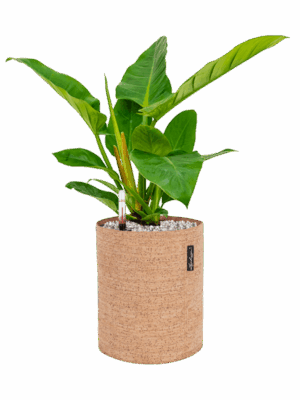 Philodendron `Imperial Green In Lechuza Trendcover Cork D 17 H 50 cm - PlantenShop24 - 04-06-2025