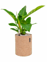 Philodendron `Imperial Green In Lechuza Trendcover Cork D 17 H 50 cm - PlantenShop24 - 11-06-2025
