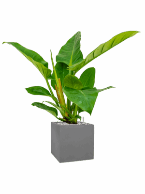 Philodendron `Imperial Green In Natural D 17 H 64 cm - PlantenShop24 - 04-06-2025