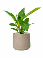 Philodendron Imperial Green In Rough D 17 H 47 cm - PlantenShop24 - 05-06-2025