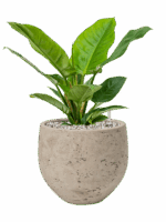 Philodendron Imperial Green In Rough D 19 H 45 cm - PlantenShop24 - 05-06-2025