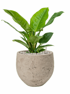 Philodendron Imperial Green In Rough D 19 H 45 cm - PlantenShop24 - 05-06-2025