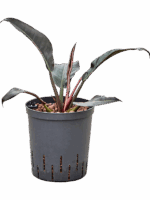 Philodendron Imperial Red D 18 H 40 cm - PlantenShop24 - 25-06-2025