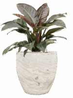 Philodendron `Imperial Red In Baq Algar D 27 H 92 cm - PlantenShop24 - 26-06-2025