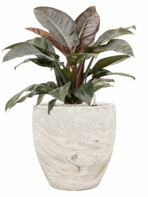 Philodendron `Imperial Red In Baq Algar D 27 H 92 cm - PlantenShop24 - 26-06-2025