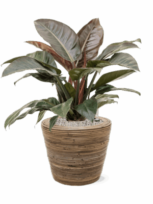 Philodendron `Imperial Red In Drypot Rattan Stripe D 27 H 81 cm - PlantenShop24 - 06-06-2025