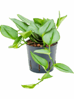 Philodendron Metal Green D 13 H 25 cm - PlantenShop24 - 03-06-2025