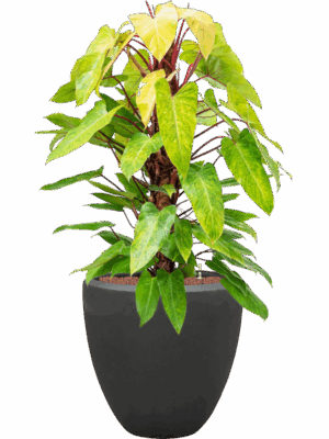 Philodendron Painted Lady In Baq Polystone Plain D 22 H 129 cm - PlantenShop24 - 04-06-2025