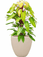 Philodendron Painted Lady In Baq Polystone Plain D 22 H 130 cm - PlantenShop24 - 04-06-2025