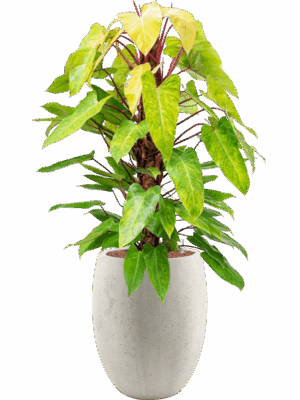 Philodendron Painted Lady In Grigio D 22 H 130 cm - PlantenShop24 - 04-06-2025
