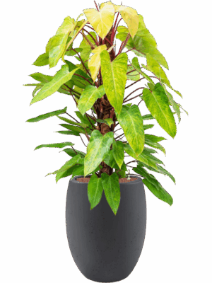 Philodendron Painted Lady In Grigio D 22 H 130 cm - PlantenShop24 - 17-06-2025