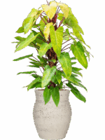 Philodendron Painted Lady In Mediterranean D 22 H 128 cm - PlantenShop24 - 04-06-2025