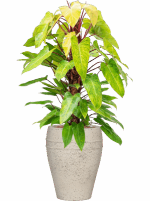 Philodendron Painted Lady In Mediterranean D 22 H 131 cm - PlantenShop24 - 04-06-2025